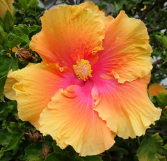 Hibiscus rosa-sinensis