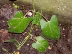 Gonolobus uniflorus