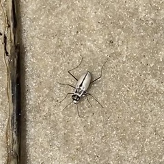 Habroscelimorpha dorsalis saulcyi