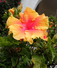 Hibiscus rosa-sinensis