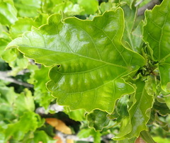 Hibiscus rosa-sinensis