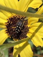 Acmaeodera bacchariphaga