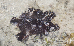 Discodoris boholiensis