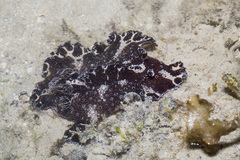 Discodoris boholiensis