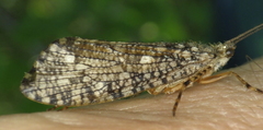Agrypnia