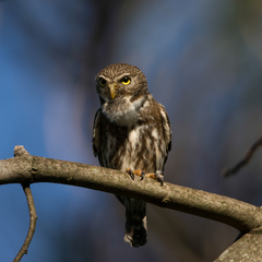 Glaucidium brasilianum