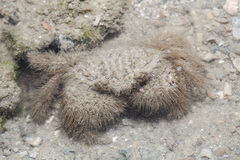 Pilumnus vespertilio