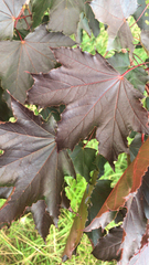 Acer platanoides