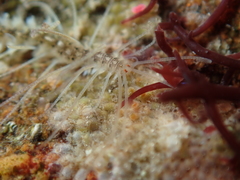 Amblyosyllis