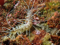 Amblyosyllis
