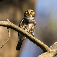 Glaucidium brasilianum