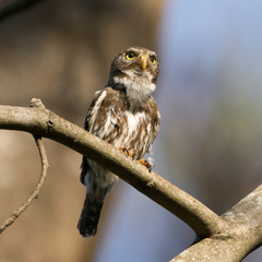 Glaucidium brasilianum