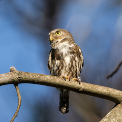 Glaucidium brasilianum