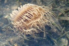 Ceriantharia