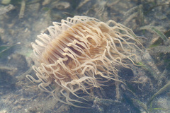 Ceriantharia