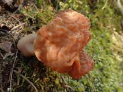 Gyromitra korfii
