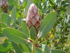Protea aurea aurea