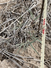 Elymus smithii