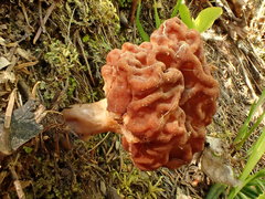 Gyromitra korfii