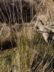 Juncus edgariae