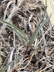 Elymus smithii