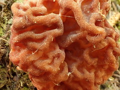 Gyromitra korfii
