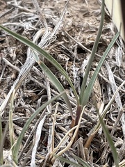Elymus smithii