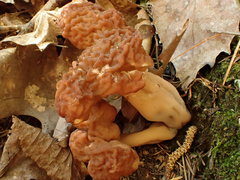 Gyromitra korfii