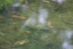 Trachemys venusta cataspila
