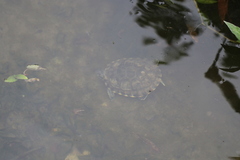 Trachemys venusta cataspila
