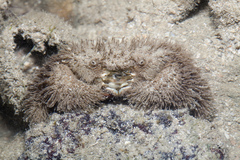 Pilumnus vespertilio