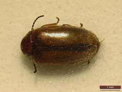 Contacyphon laevipennis