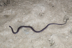 Cerberus schneiderii