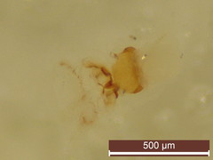 Contacyphon laevipennis