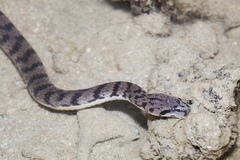 Cerberus schneiderii