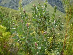 Protea aurea aurea