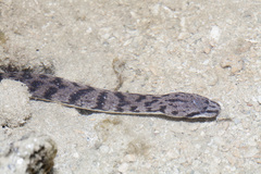 Cerberus schneiderii