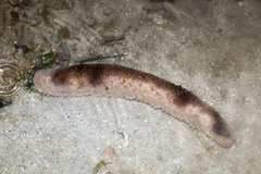 Holothuria fuscocinerea