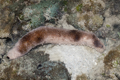 Holothuria fuscocinerea