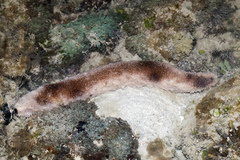 Holothuria fuscocinerea