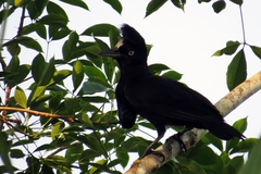 Cephalopterus ornatus