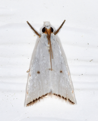Argyria gonogramma