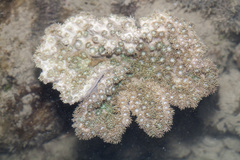 Duncanopsammia peltata