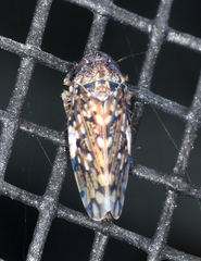 Xestocephalus tessellatus