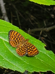 Antillea pelops