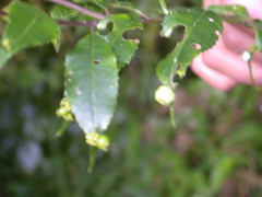 Phyllonoma laticuspis