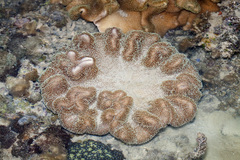 Lobophytum venustum image