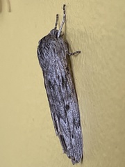 Capusa graodes