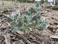 Chenopodium incanum