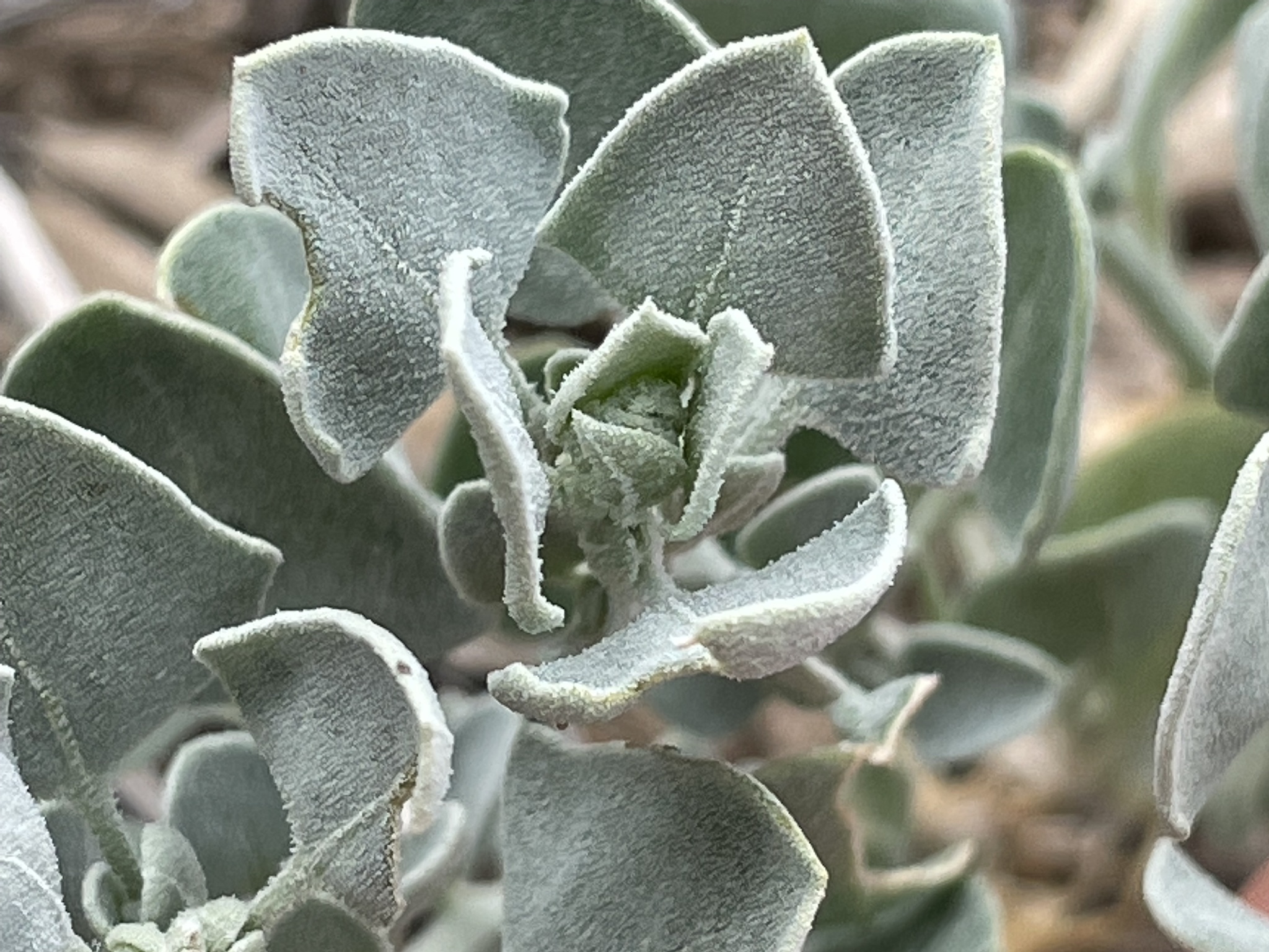 Chenopodium incanum